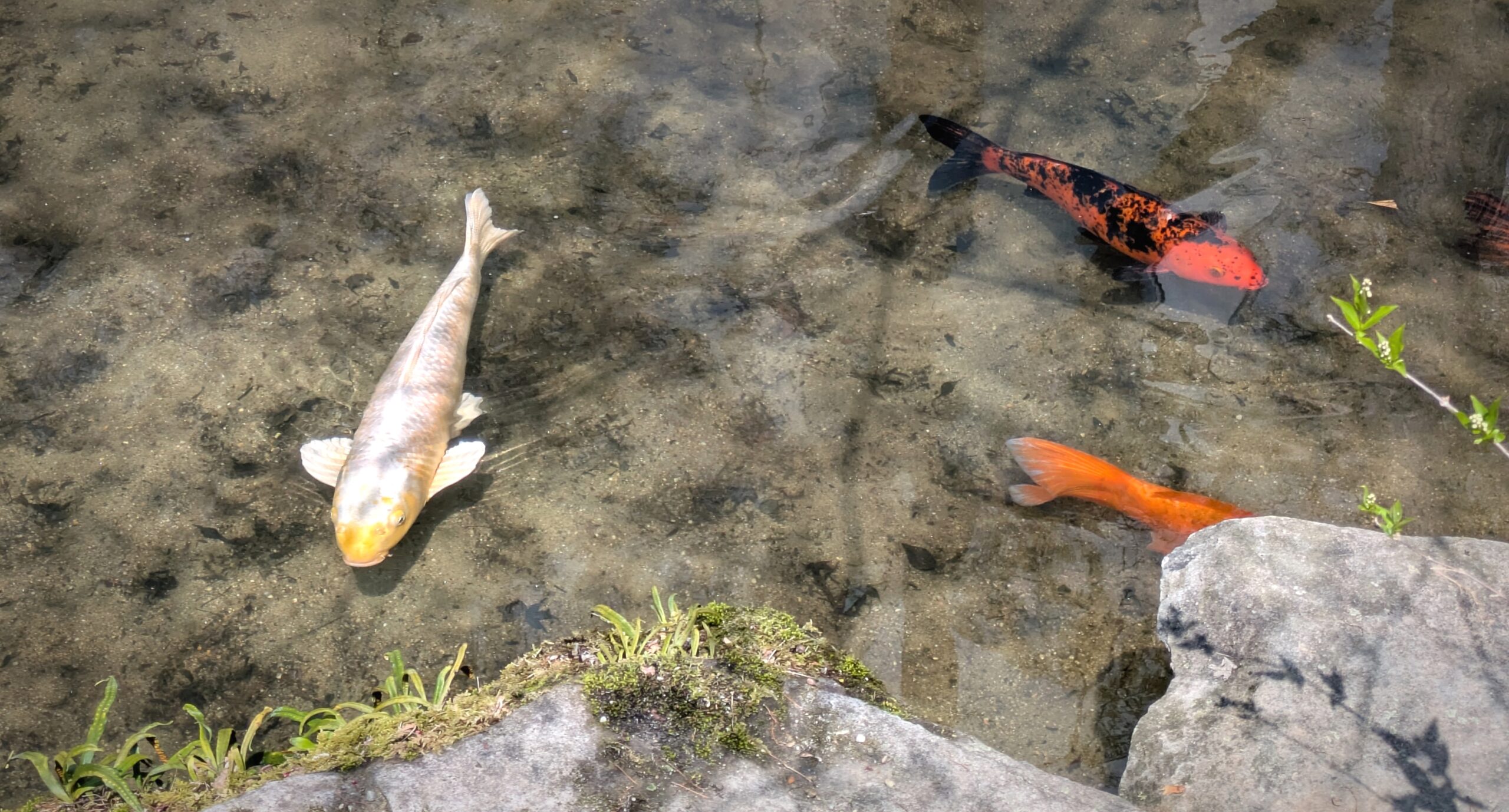 春の京都 5